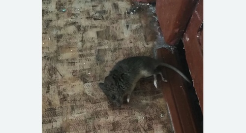 Дезинфекция от мышей в Волчанске