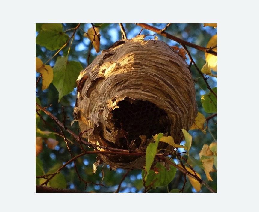 Обработка от шершней в Волчанске