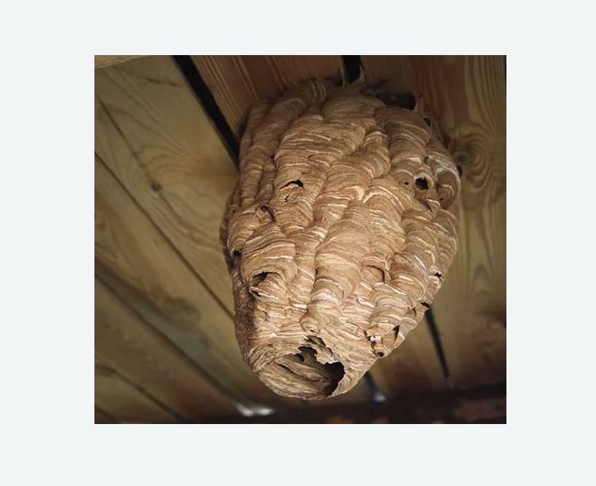 обработка от шершней в Волчанске