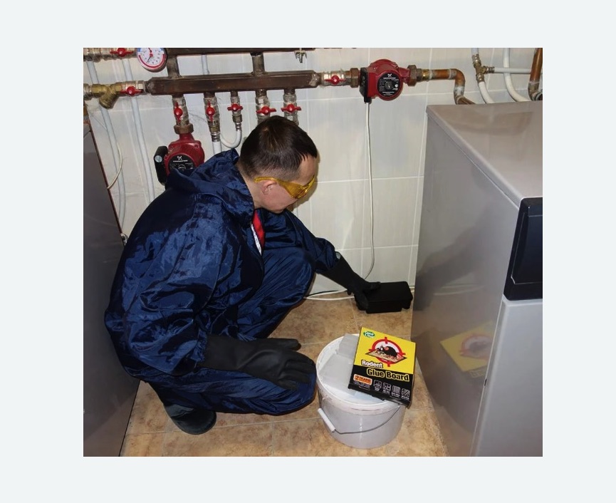 Уничтожение крыс в Волчанске