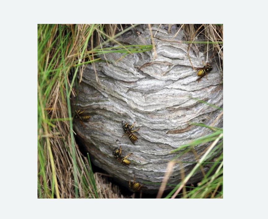 Уничтожение ос и ульев в Волчанске